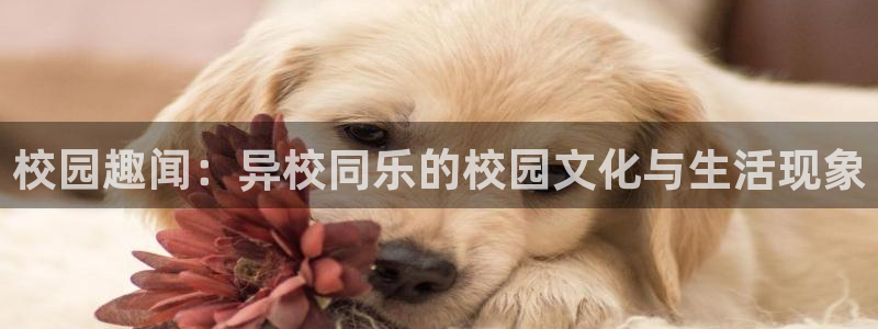 吃瓜网黑料